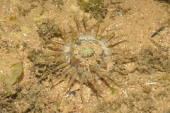 Actinostella flosculifera