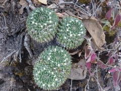 Mammillaria karwinskiana