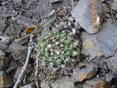 Mammillaria karwinskiana