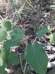 Ibatia foetida