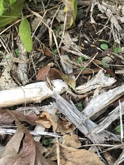 Phaedrotettix