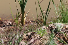 Thamnophis chrysocephalus