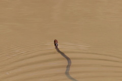 Thamnophis chrysocephalus