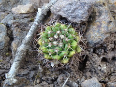 Mammillaria karwinskiana