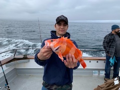 Sebastes rubrivinctus