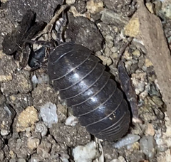 Armadillidium vulgare