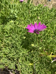 Dimorphotheca jucunda