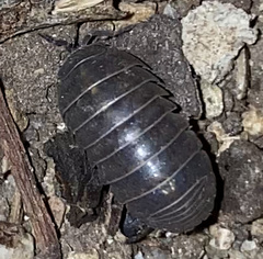 Armadillidium vulgare