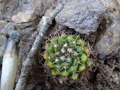 Mammillaria karwinskiana