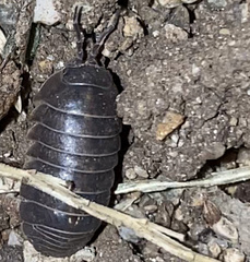 Armadillidium vulgare