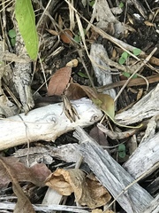Phaedrotettix
