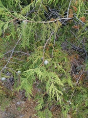 Juniperus flaccida