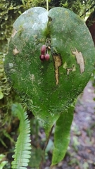 Pleurothallis cordata