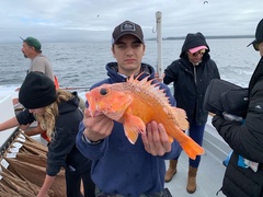 Sebastes chlorostictus