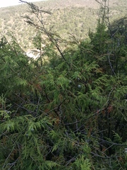 Juniperus flaccida