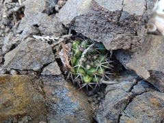 Mammillaria karwinskiana
