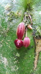 Pleurothallis cordata