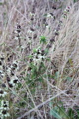 Monarda punctata