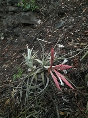 Tillandsia lorentziana