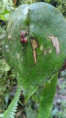 Pleurothallis cordata