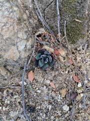 Echeveria nodulosa