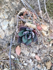 Echeveria nodulosa