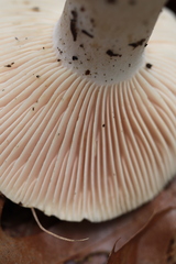 Russula eccentrica