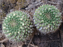 Mammillaria karwinskiana