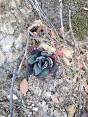 Echeveria nodulosa