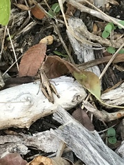 Phaedrotettix