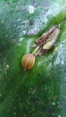 Pleurothallis cordata