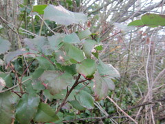 Berberis aquifolium