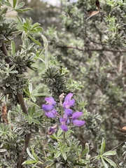 Lupinus chamissonis