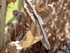 Distoleon bistrigatus