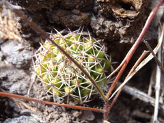 Mammillaria karwinskiana