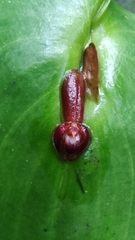 Pleurothallis cordata