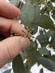 Eucalyptus polyanthemos