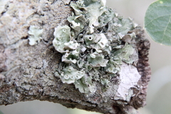 Parmotrema perforatum