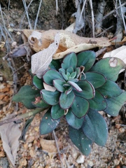 Echeveria nodulosa