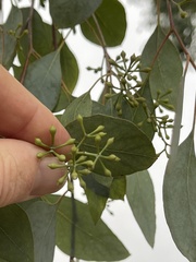 Eucalyptus polyanthemos