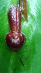 Pleurothallis cordata