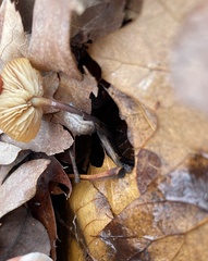 Rhizomarasmius