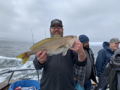 Caulolatilus princeps