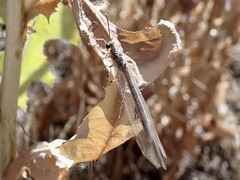 Distoleon bistrigatus