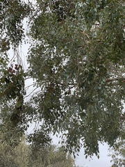 Eucalyptus polyanthemos