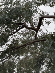 Eucalyptus polyanthemos