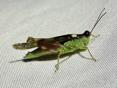 Paulinia acuminata