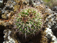 Mammillaria karwinskiana