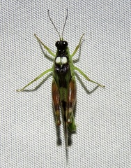 Paulinia acuminata