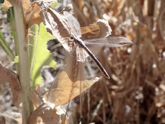 Distoleon bistrigatus